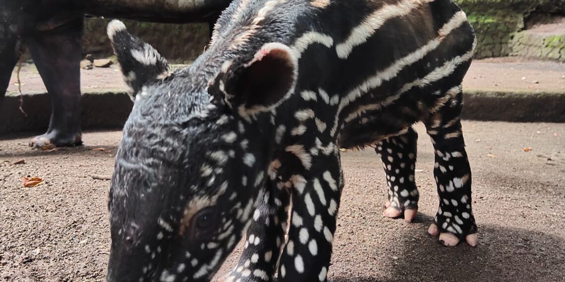 Dirjen KSDAE Namai anak tapir Bandung Zoo, Gantari