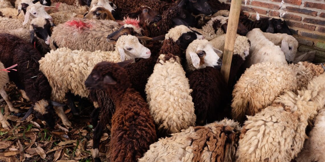 Memilih Hewan Kurban dengan Syariat Islam