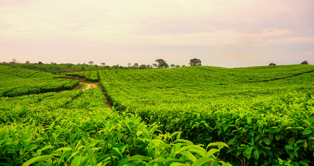 8 Jenis Teh di Indonesia, Nomor Berapa Pilihan Kamu ?