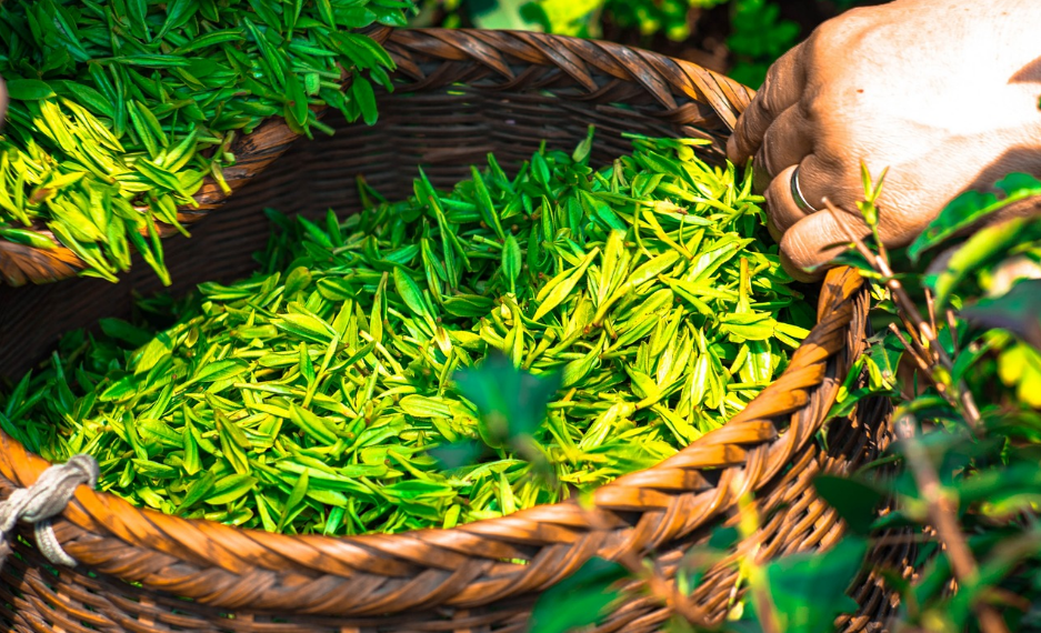 Ini 5 Manfaat Teh Hijau Yang Menyehatkan Tubuh