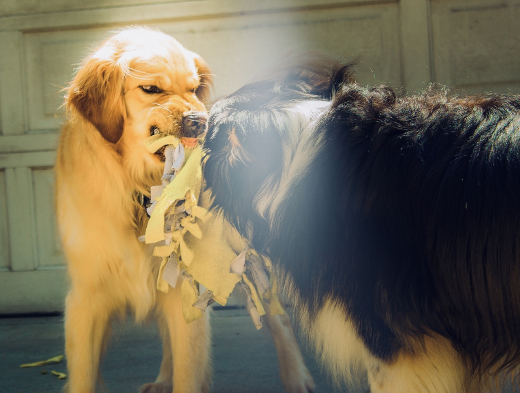 7 Ciri Anjing Rabies hati-hati jika bertemu!