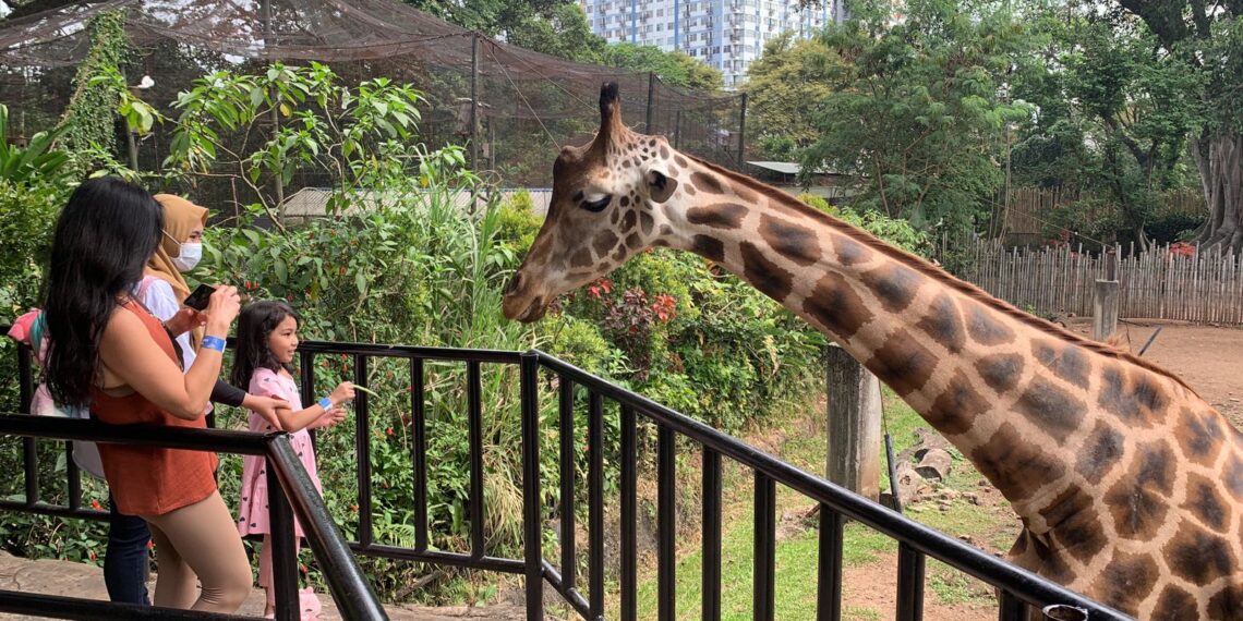 Yuk Manfaatkan Program Diskon 50 Persen Feeding di Bandung Zoo